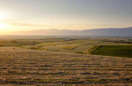 土壤水分速測(cè)儀提升田間灌溉質(zhì)量